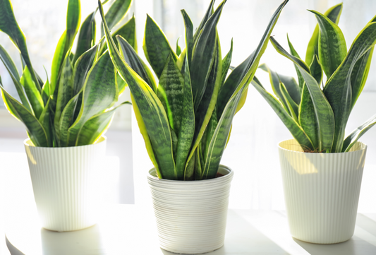 How Many Snake Plants Does It Take To Clean Air: A Deep Dive into Air-Purifying Power
