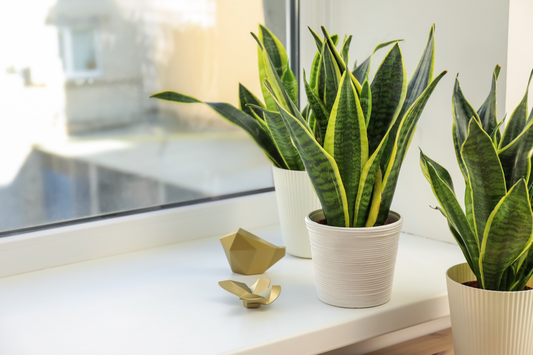 How to Make My Snake Plant Grow Faster