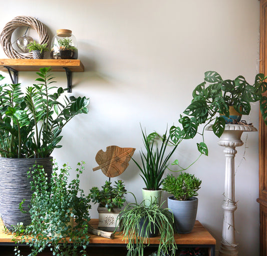 Enhancing Wellbeing with Houseplants: A Guide to Mental Health & Air Quality