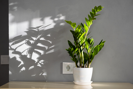 The ZZ Plant: Your Easy-Care Houseplant Buddy