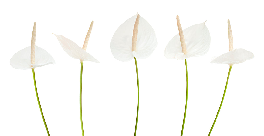How to take care of: Anthurium 'White'