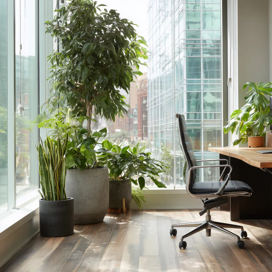New Plant Parent? 6 Essential Steps to Take the First Week After Bringing a Plant Home