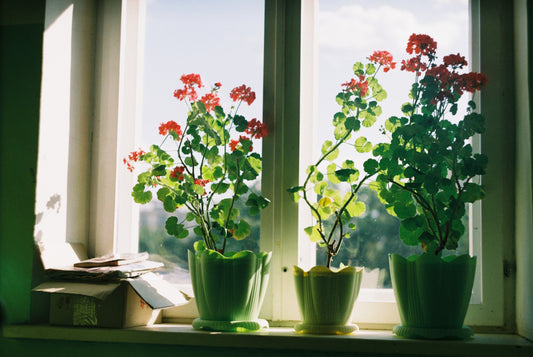 How to look for the best lighting for your houseplants