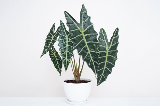 How to take care of: Alocasia Polly 'African Mask'