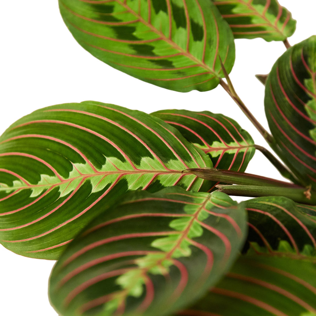 Ultimate Care Guide for Maranta Red Prayer Plant