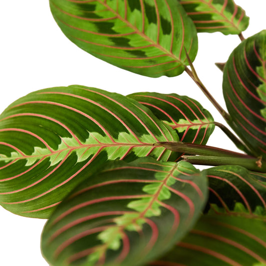 Ultimate Care Guide for Maranta Red Prayer Plant
