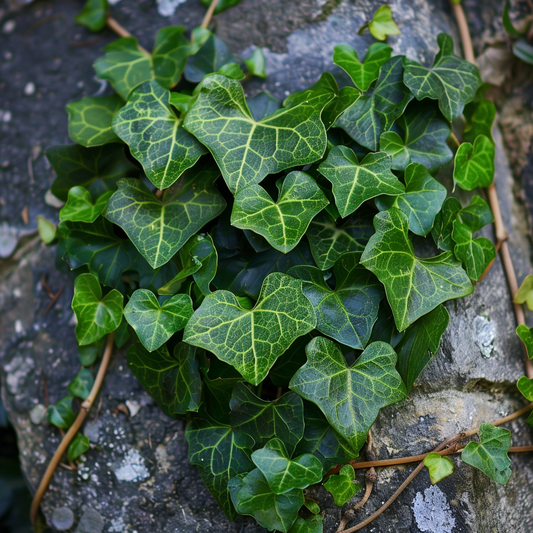Essential Care Tips for English Ivy 'Heart': A Complete Guide