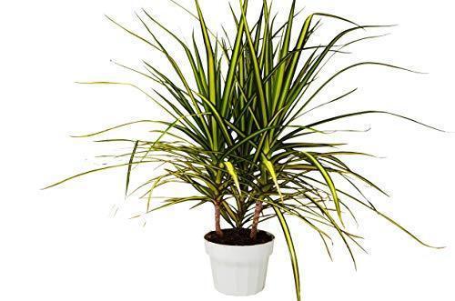 Dracaena Marginata ‘Sunshine’ – Bright Tropical Decorative Indoor Plant