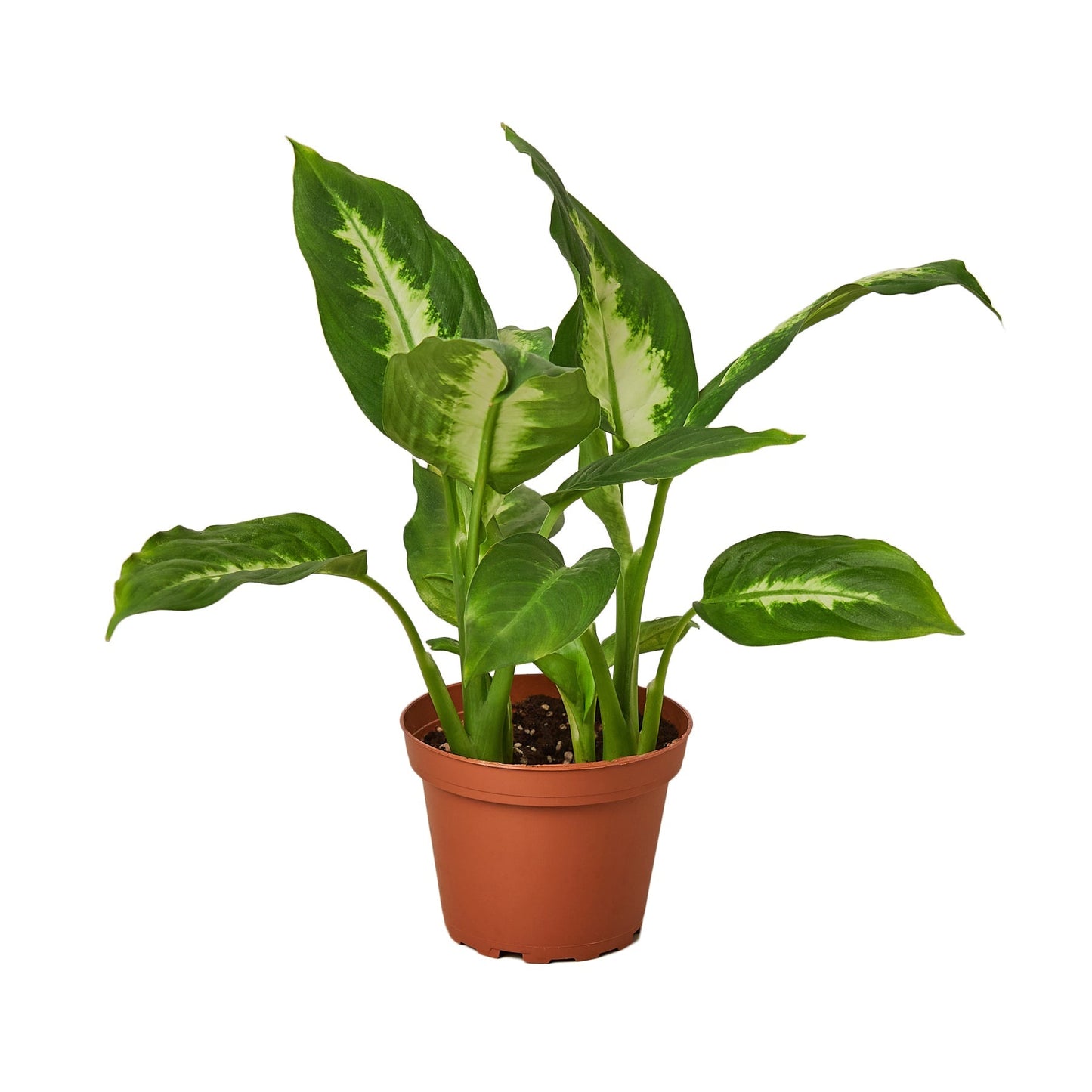 Dieffenbachia Camille - Maceta de 4" - SÓLO MACETA DE VIVERO