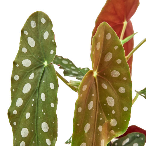 Begonia ‘Maculata’ – Polka Dot Decorative Indoor Plant