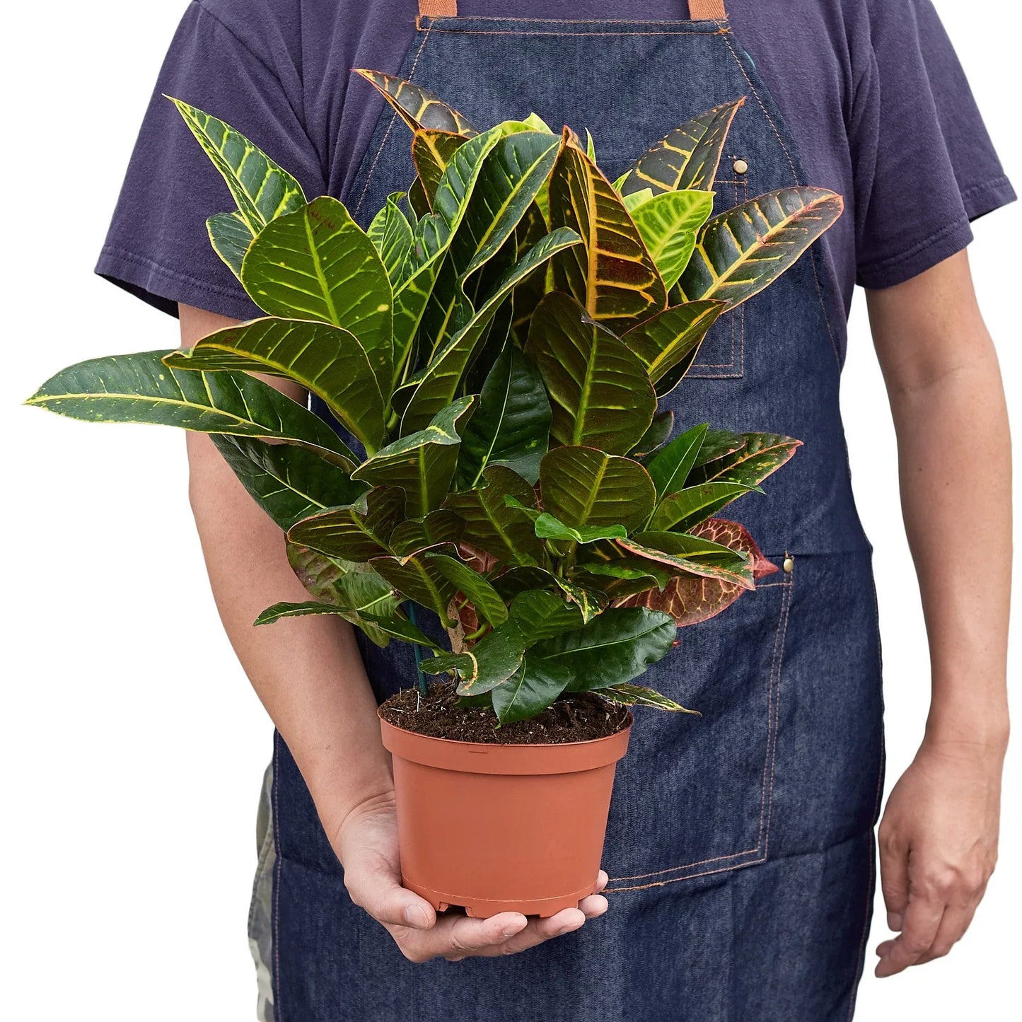 Croton Petra ‘Joseph’s Coat’ – Colorful Foliage Tropical Houseplant