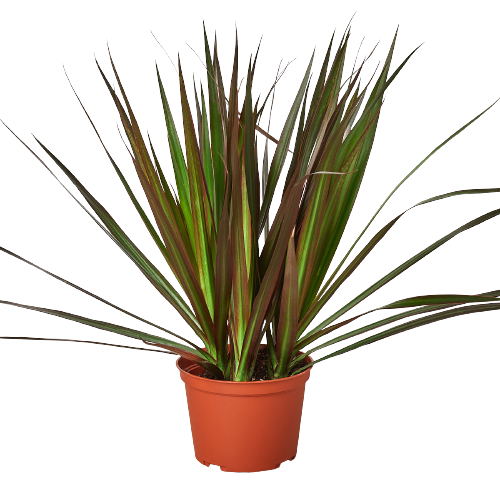 Dracaena ‘Marginata Magenta’ – Tropical Decorative Indoor Plant