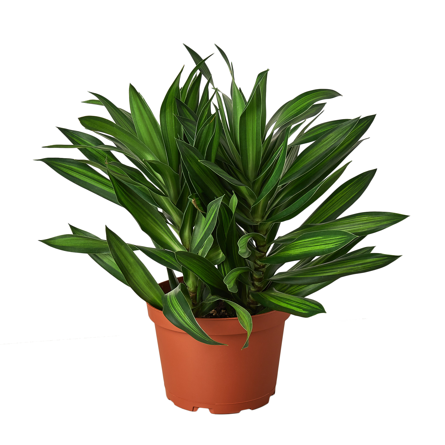 Dracaena ‘Song of Jamaica’ – Tropical Decorative Indoor Plant