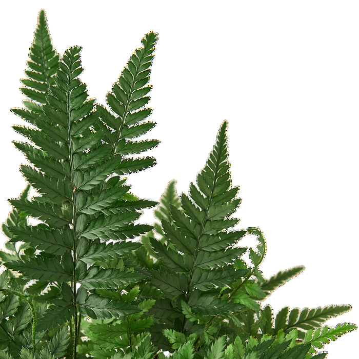 Korean Rock Fern