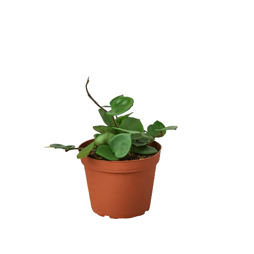 Hoya Carnosa ‘Chelsea’ – Compact Trailing Wax Plant Indoor Plant