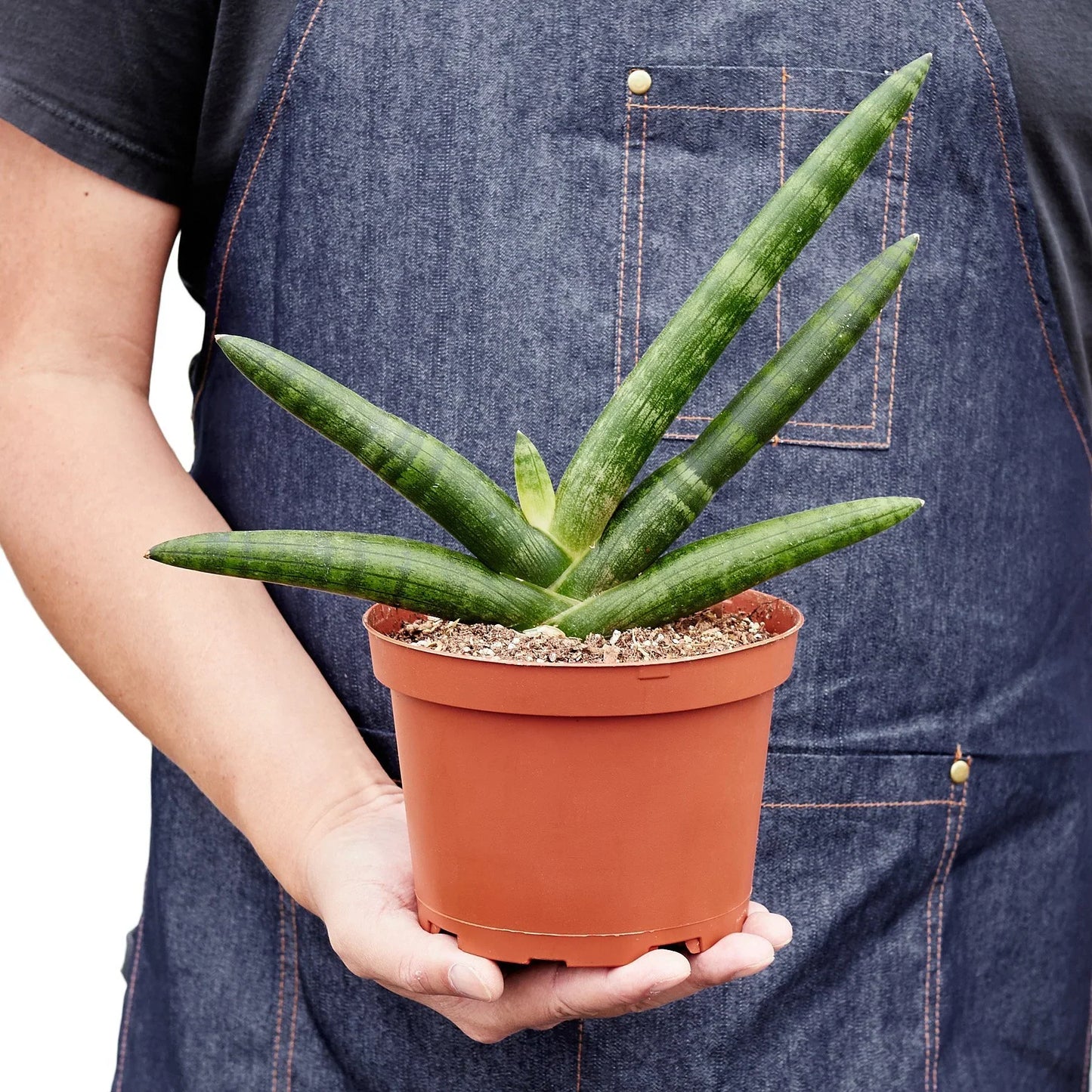 Snake Plant ‘Starfish’ – Compact Low-Light Air-Purifying Indoor Plant