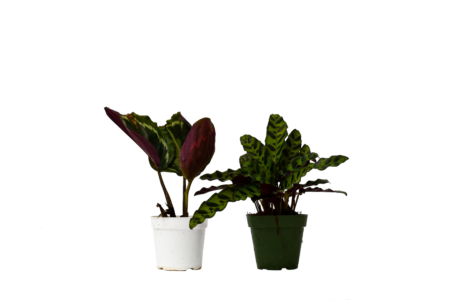 Calathea Plants Variety Pack