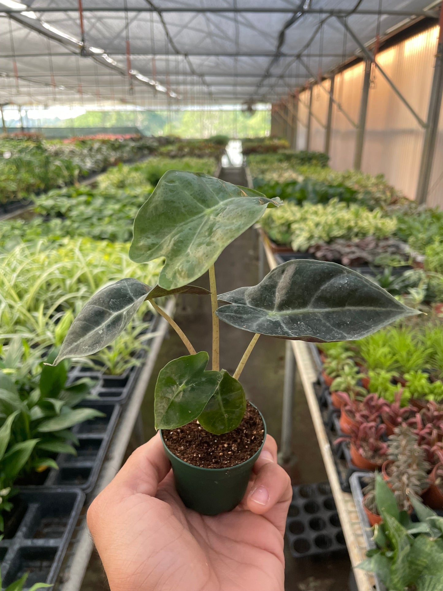 Alocasia Polly 'Máscara Africana'