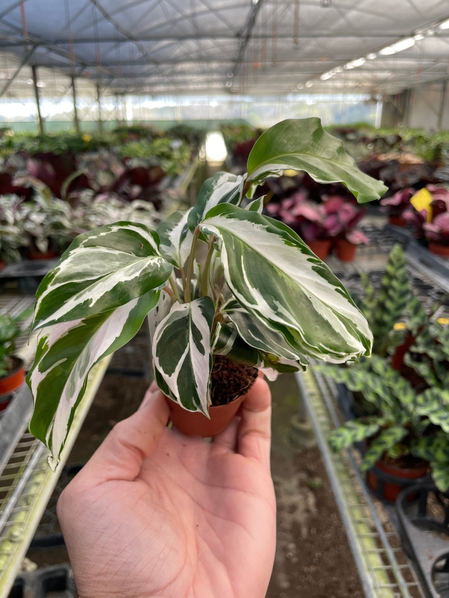 Calathea 'Fusión Blanca'