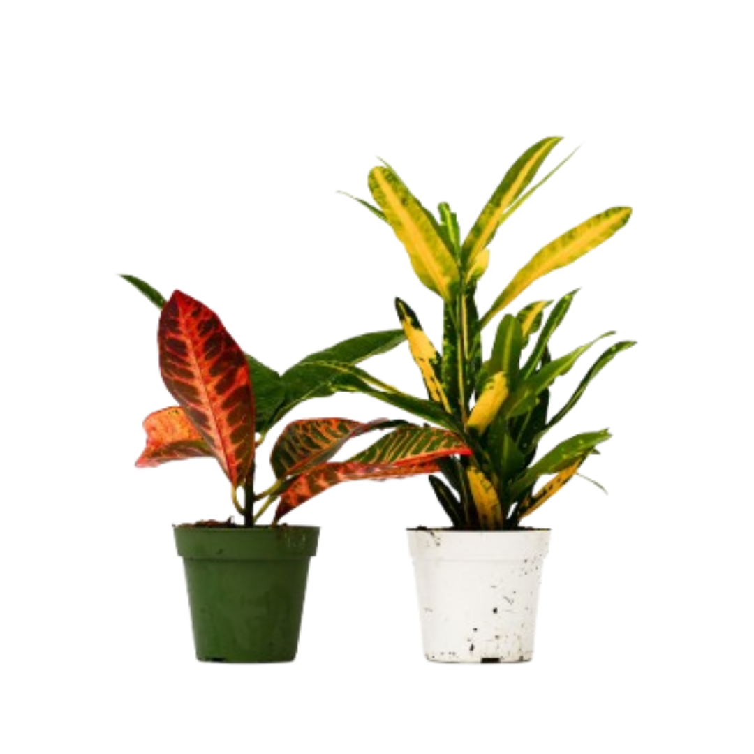 Croton Variety Pack (2 Plants) – Colorful Foliage Tropical Houseplants