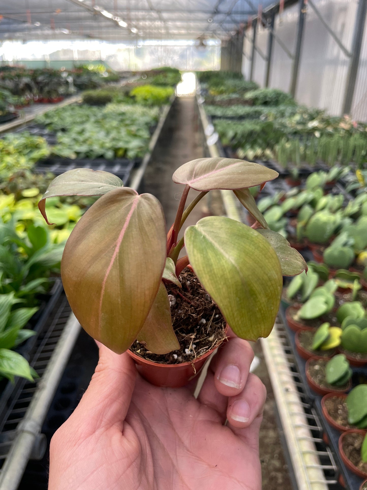 Philodendron ‘Summer Glory’ – Rare Tropical Decorative Houseplant