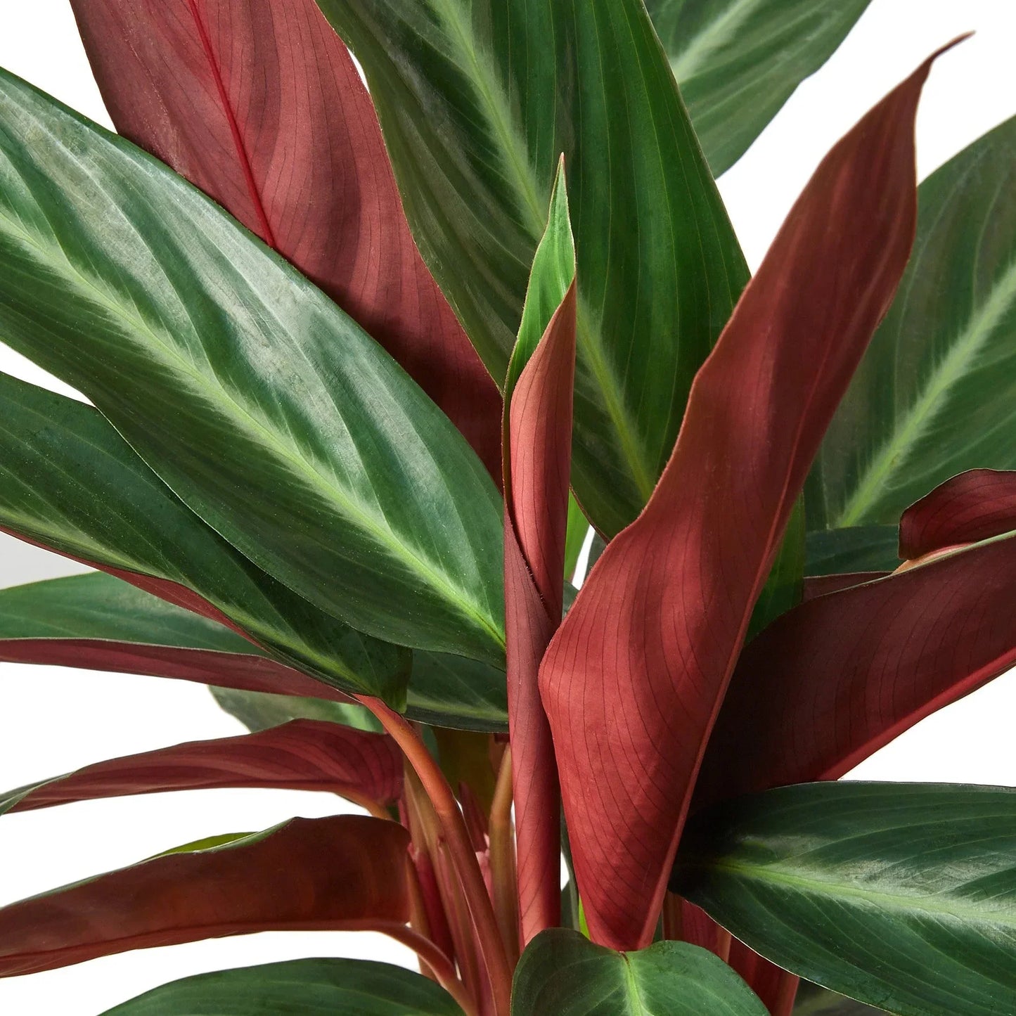 Stromanthe Sanguinea – Vibrant Foliage Tropical Indoor Plant