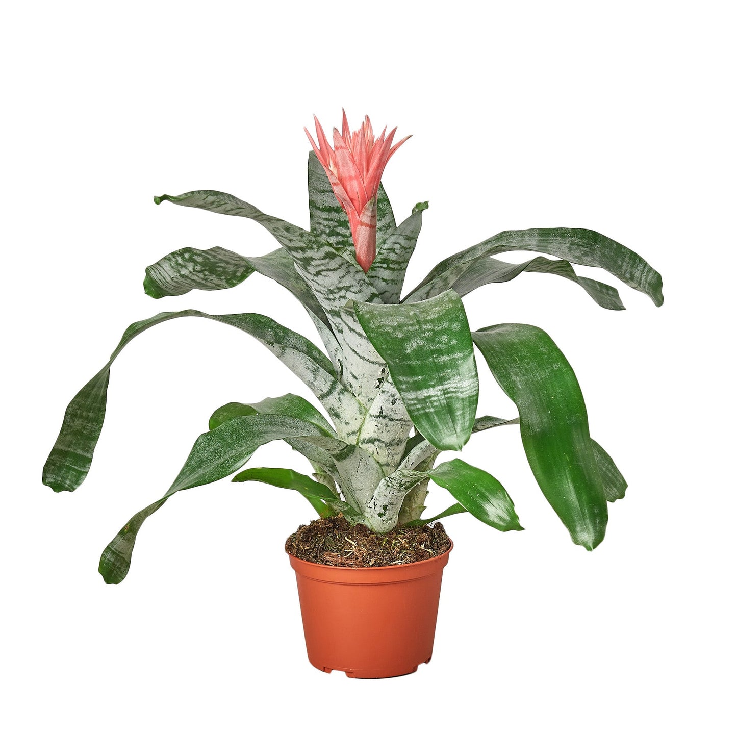 Bromeliad ‘Silver Vase’ – Flowering Tropical Indoor Plant