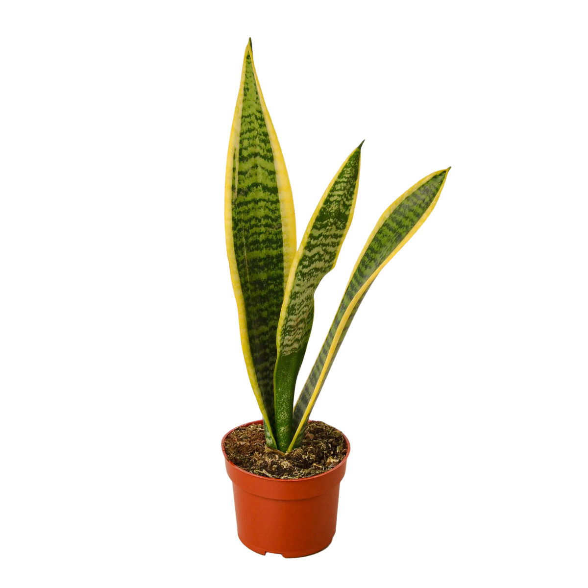 Perfect Snake Plant Bundle – Low-Light Air-Purifying Houseplants Set