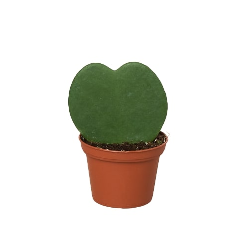 Hoya ‘Sweetheart’ – Heart-Shaped Easy-Care Indoor Plant