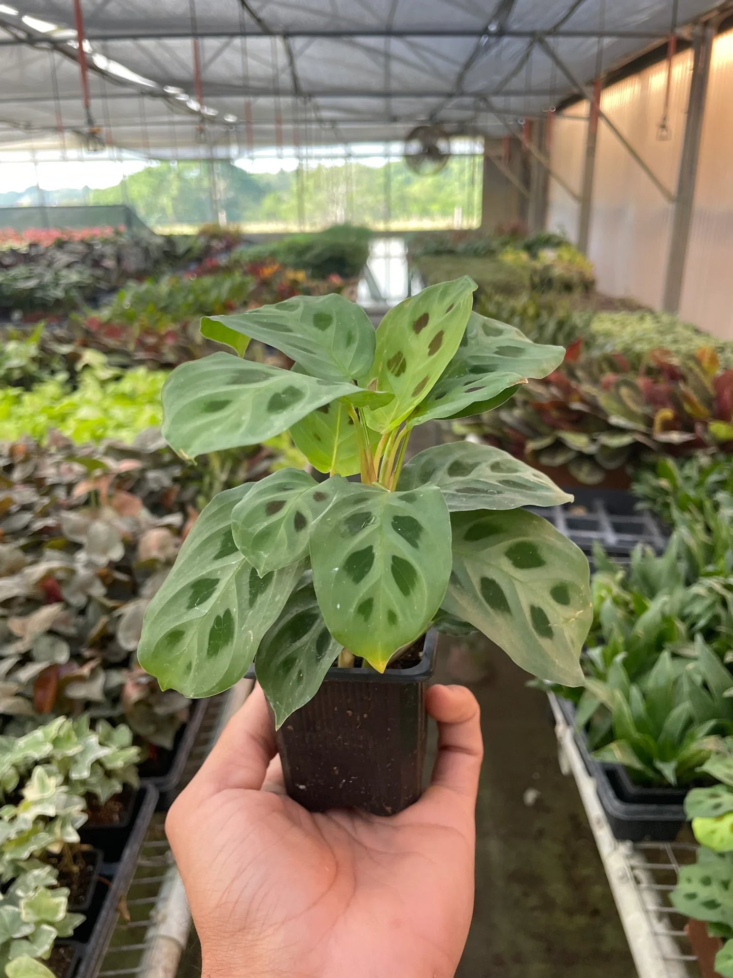 Maranta ‘Leuconeura’ – Variegated Prayer Plant Indoor Houseplant