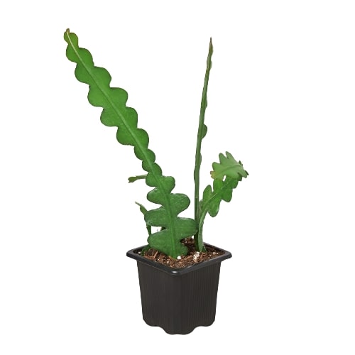 Epiphyllum ‘Ric Rac’ Cactus – Exotic Trailing Succulent Indoor Plant