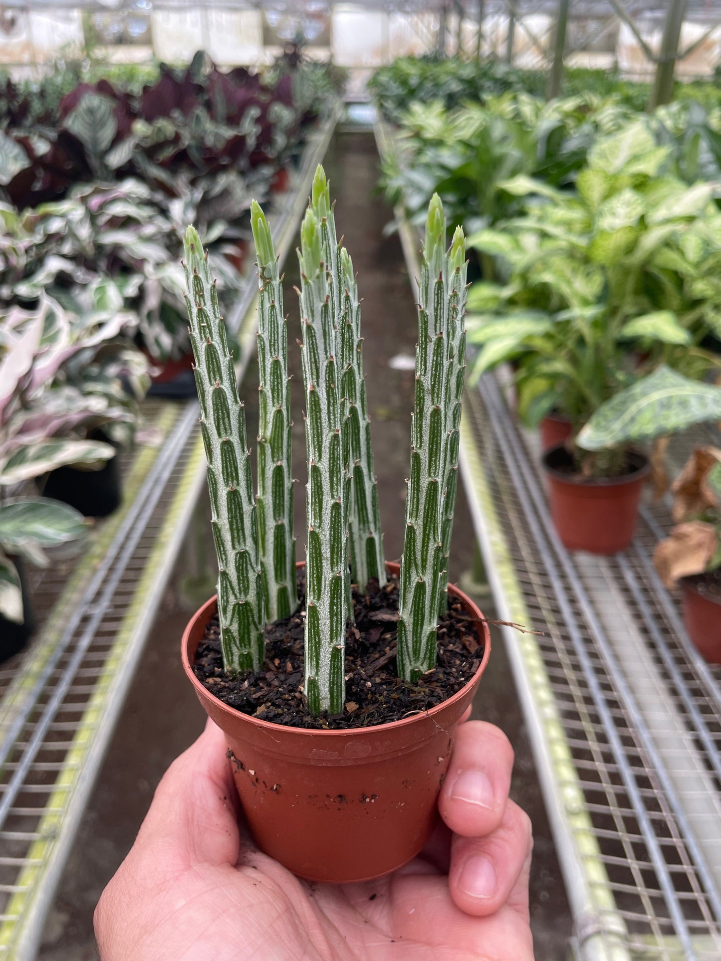 Senecio Stapeliiformis ‘Pickle Plant’ – Unique Succulent Indoor Plant