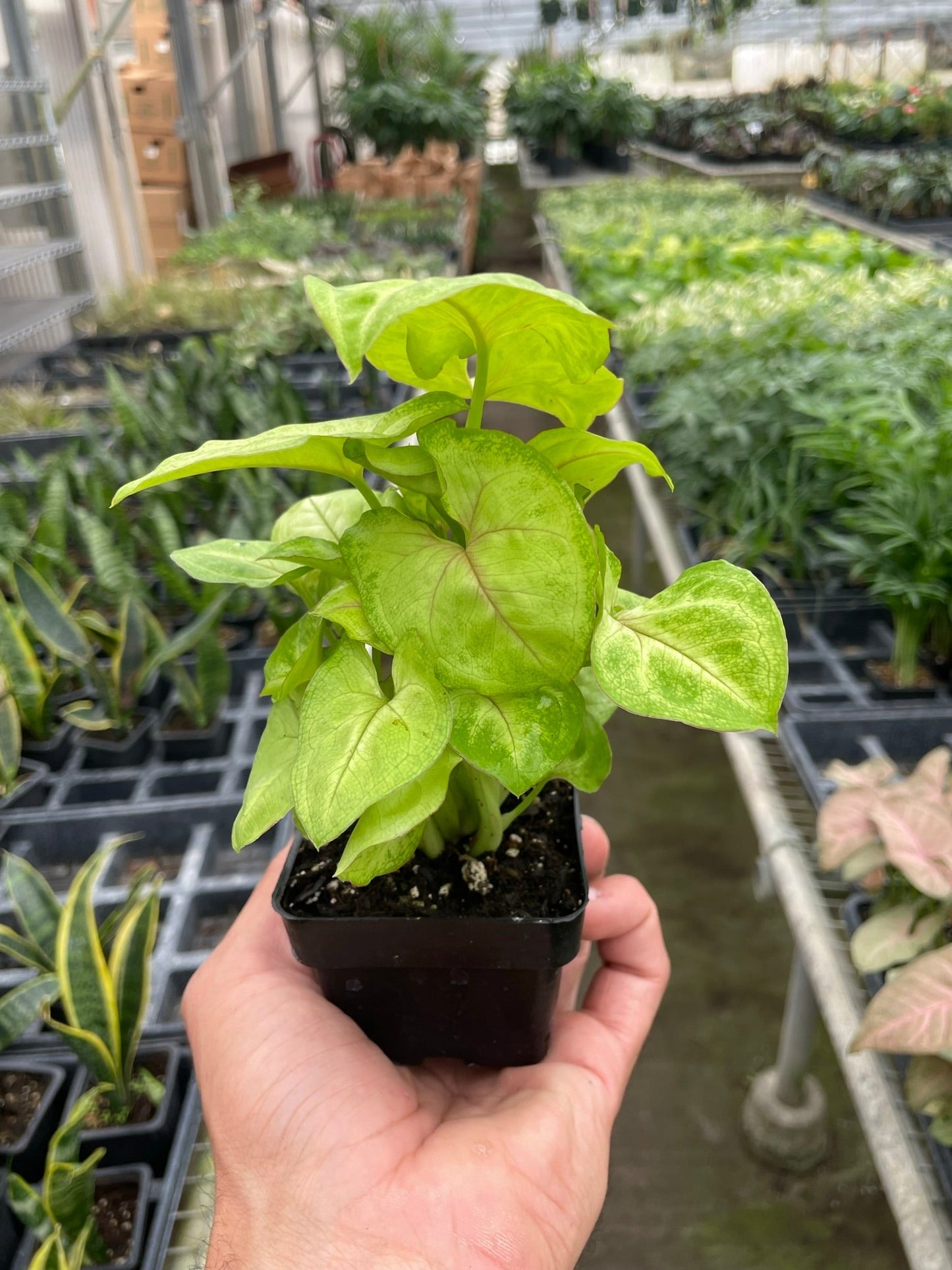 Syngonium Gold - Maceta de 4"