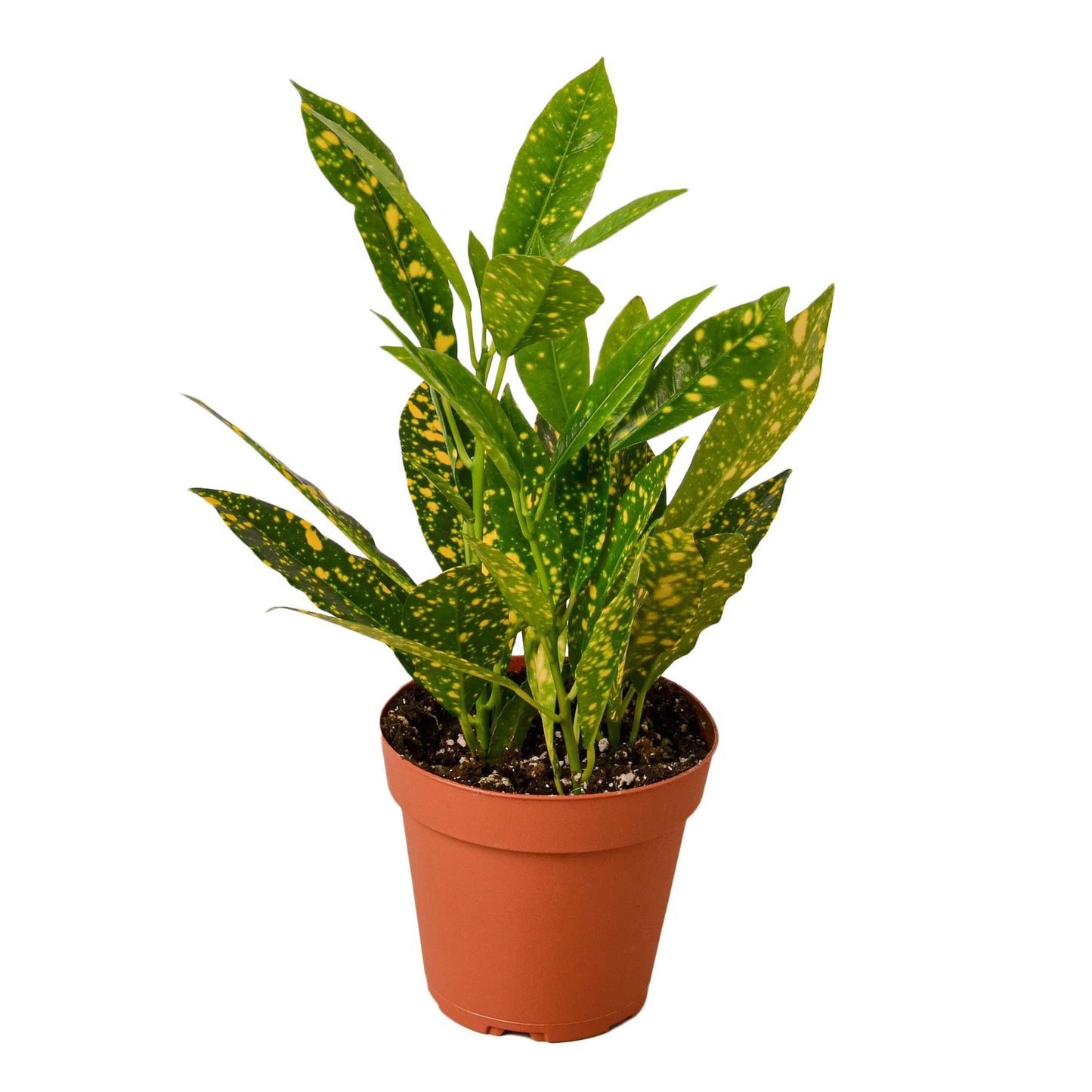 Croton ‘Gold Dust’ – Decorative Tropical Indoor Plant
