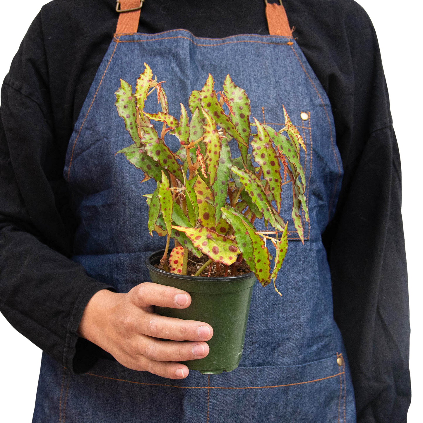 Begonia ‘Pink Spotted’ – Colorful Decorative Indoor Plant