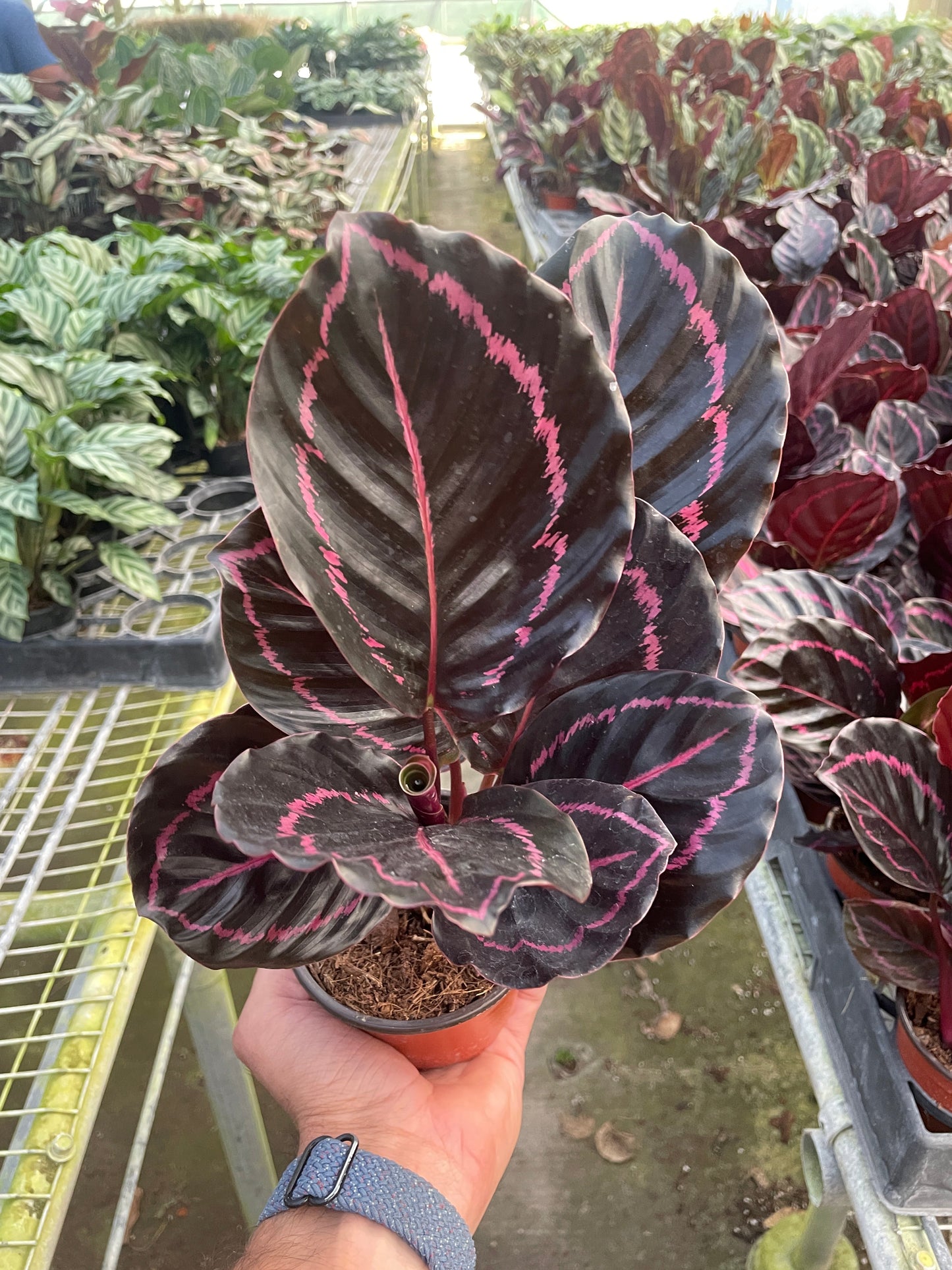 Calathea ‘Dottie’ – Rare Dark Foliage Tropical Houseplant