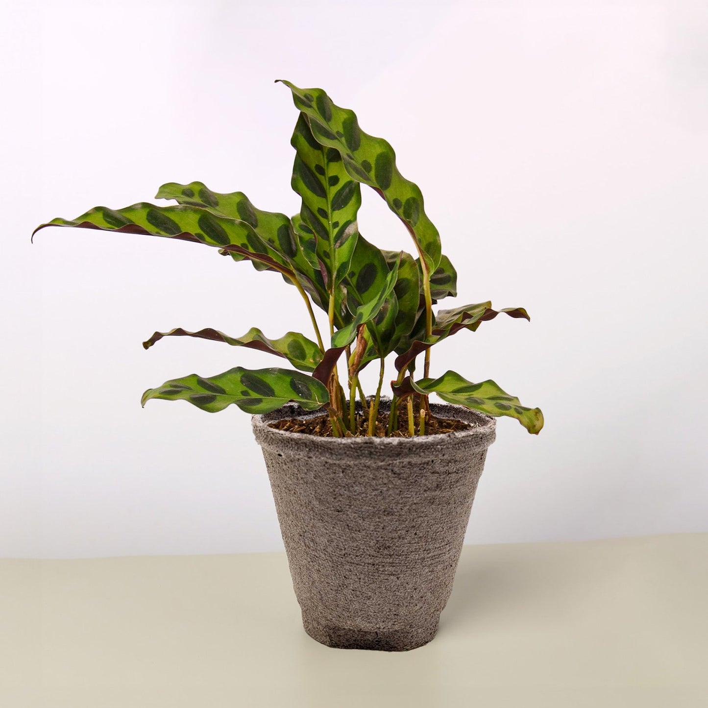 Calathea Lancifolia 'Serpiente de cascabel'