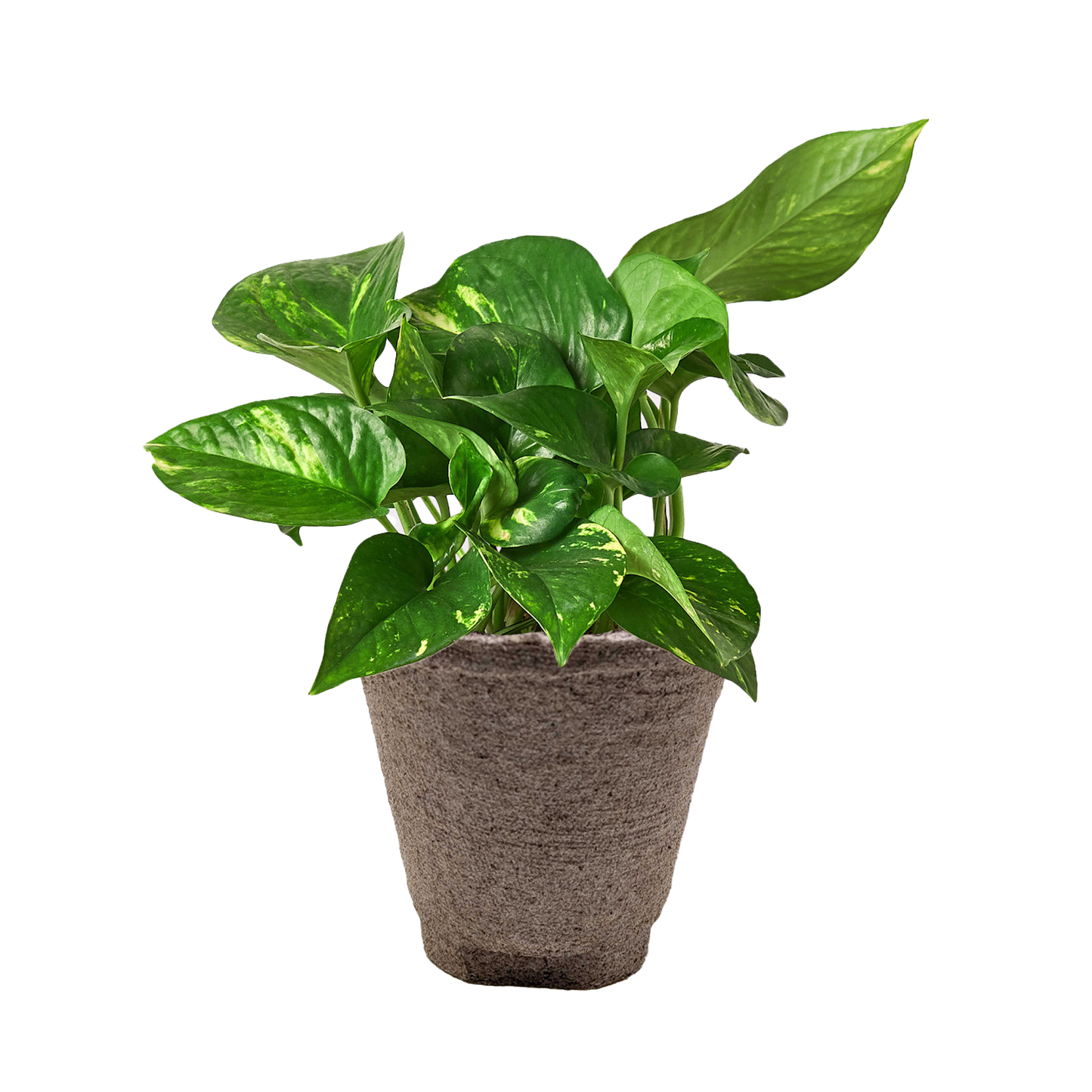 Pothos ‘Golden’ – Classic Low-Maintenance Trailing Indoor Plant
