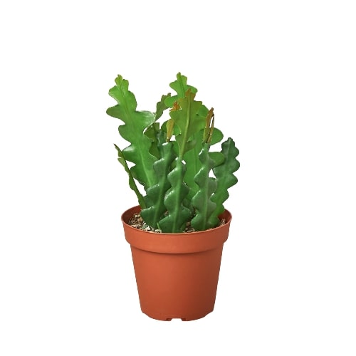 Epiphyllum ‘Ric Rac’ Cactus – Exotic Trailing Succulent Indoor Plant