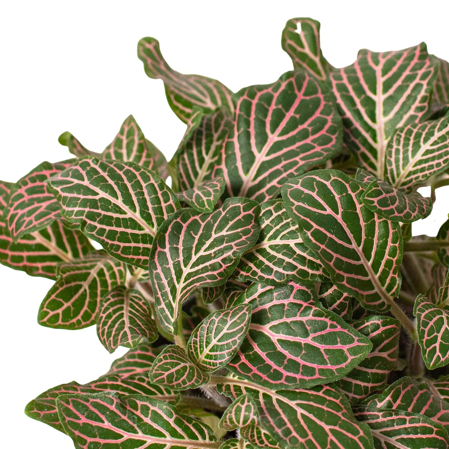 Fittonia ‘Pink’ – Colorful Nerve Plant for Indoor Décor