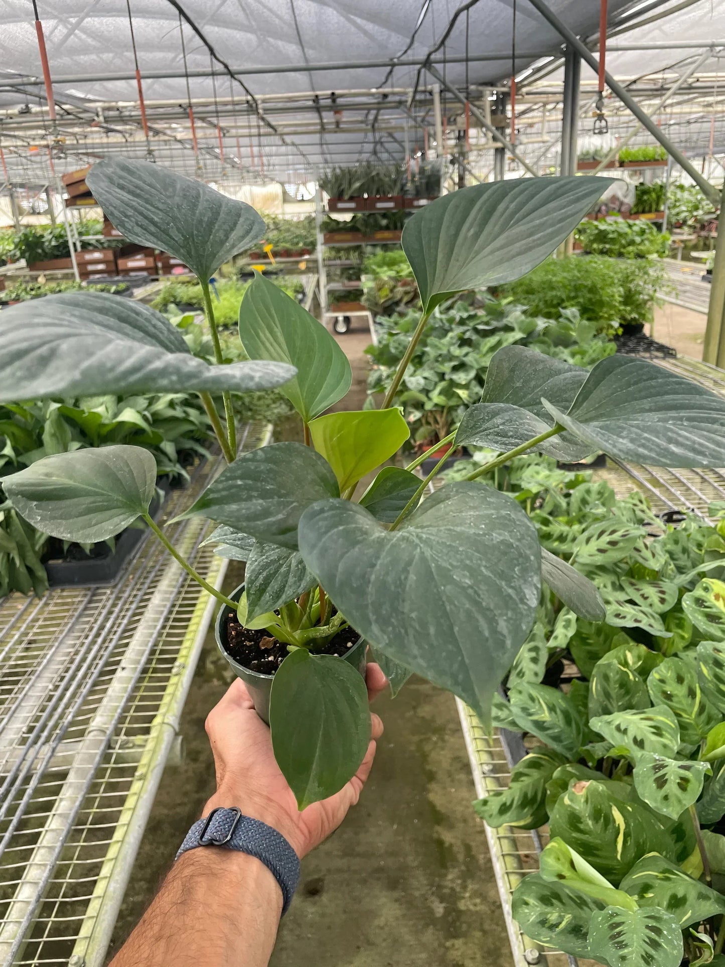 Homalomena ‘Emerald Gem’ – Compact Low-Light Tropical Houseplant