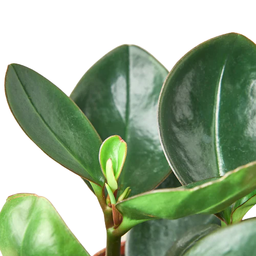 Peperomia Red Edge – Colorful Compact Indoor Houseplant