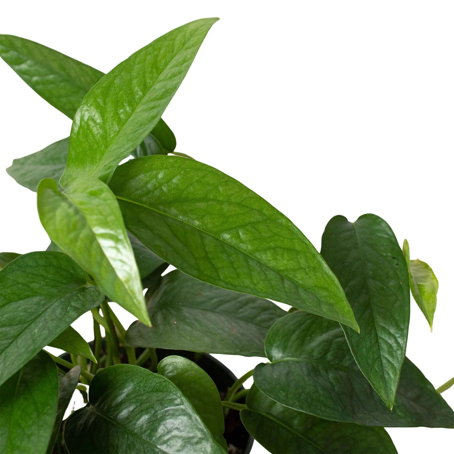 Pothos ‘Cebu Blue’ – Trailing Easy-Care Air-Purifying Indoor Plant