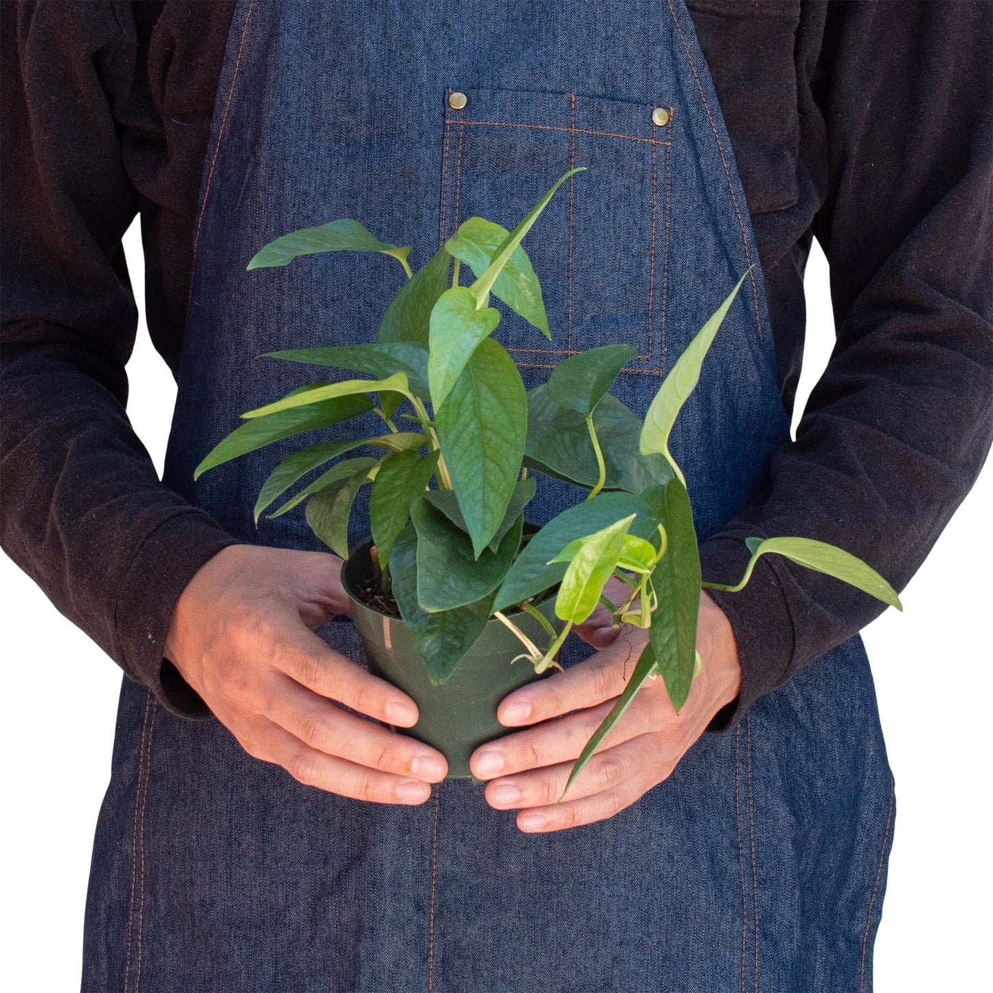 Pothos ‘Cebu Blue’ – Trailing Easy-Care Air-Purifying Indoor Plant