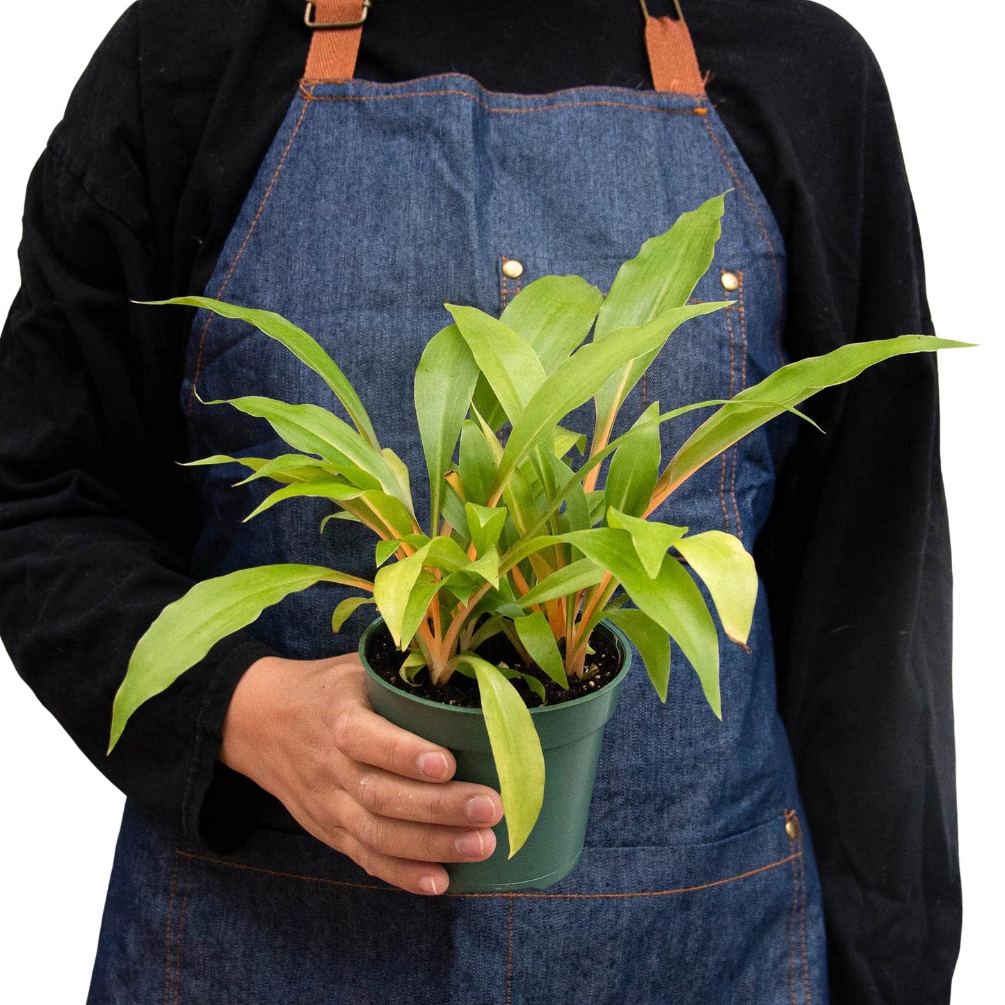 Spider Plant ‘Fire Flash’ – Beginner-Friendly Air-Purifying Indoor Plant