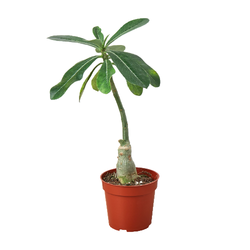 A potted Adenium Obesum 'Desert Rose' plant with green leaves, placed in a red pot against a white background.