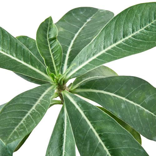 Succulent Adenium Obesum ‘Desert Rose’ – Exotic Flowering Indoor Plant