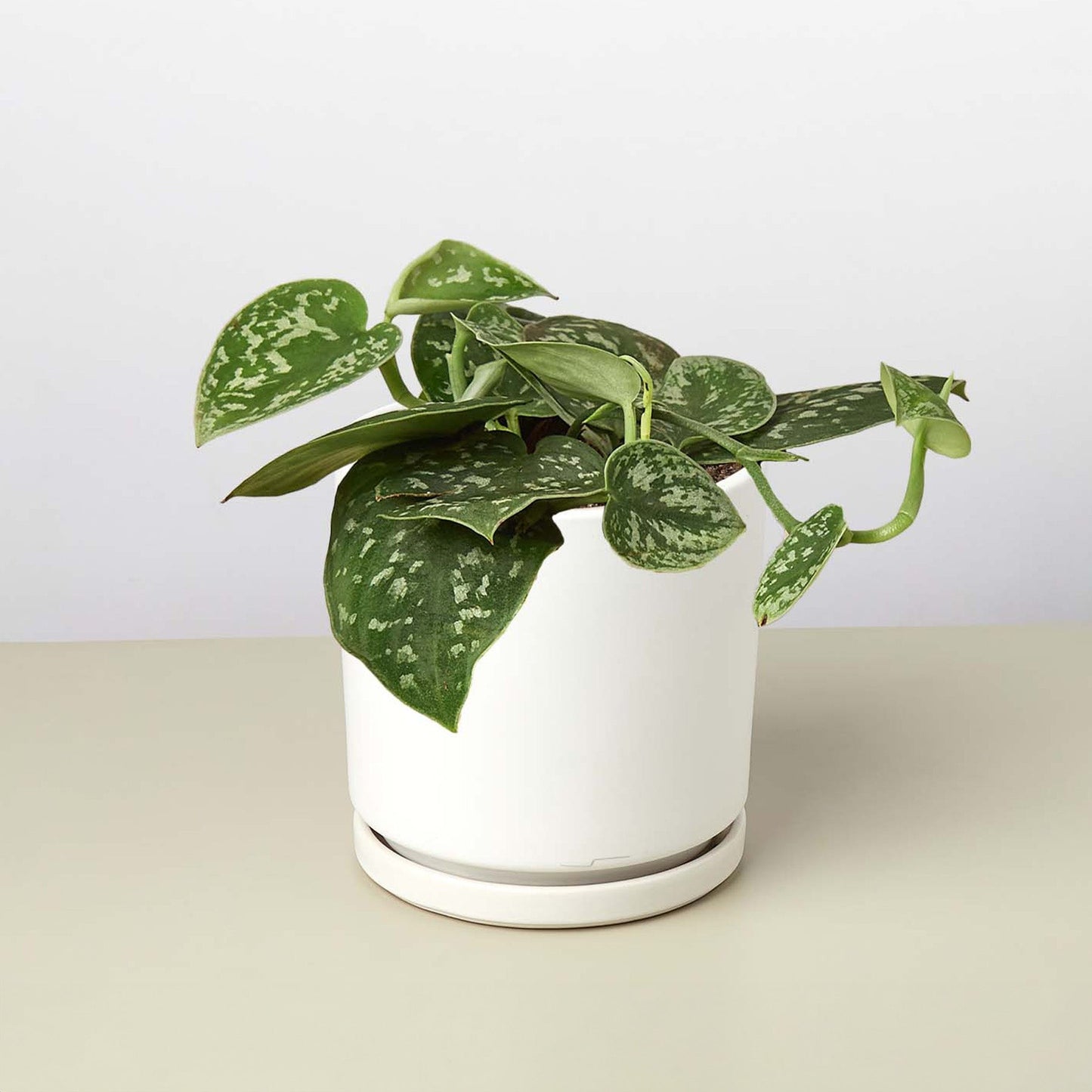 Pothos ‘Satin’ – Rare Variegated Trailing Indoor Plant