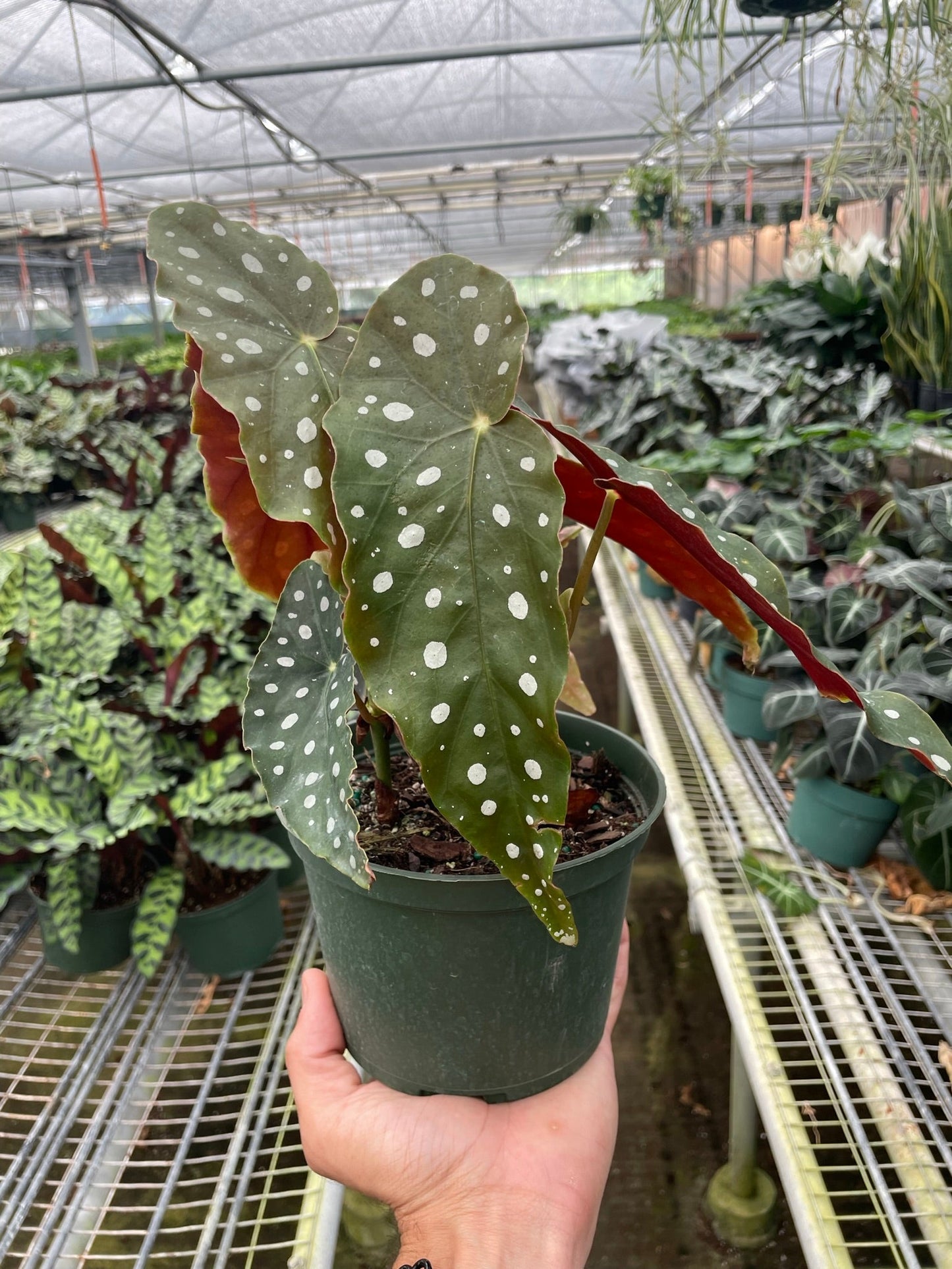 Begonia ‘Maculata’ – Polka Dot Decorative Indoor Plant