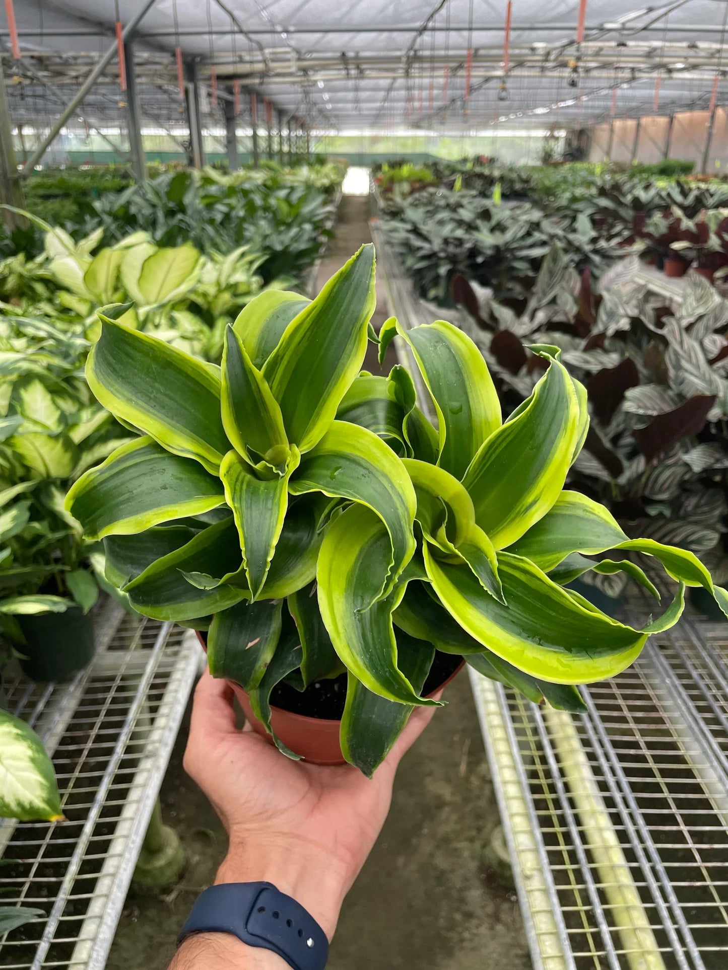 Dracaena ‘Tornado’ – Unique Spiral Foliage Indoor Houseplant
